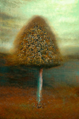 Cone shape tree in a garden