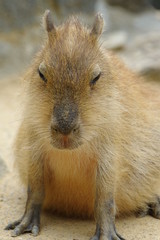 カピバラの子供