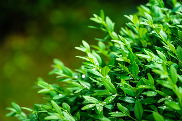 Fototapeta premium Close-up bright shiny wet young green foliage of boxwood Buxus sempervirens as perfect backdrop for any natural theme. Boxwood wall in natural conditions. There is a place for text. Selective focus