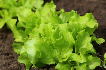 Green curly salad growing in the garden, growing. Healthy vegetarian food