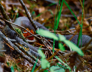 Ringelnatter - Schlange im bayerischen Wald 