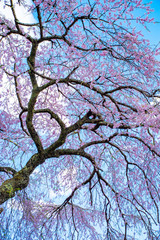 Cherry blossoms full of screen