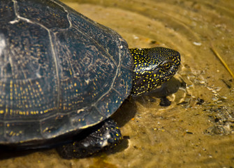 turtle on rock