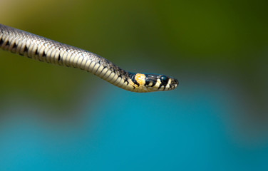 snake