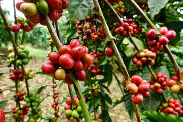 Coffee beans ripening on a tree
