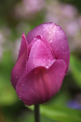 Fototapeta na wymiar Tulpe pink