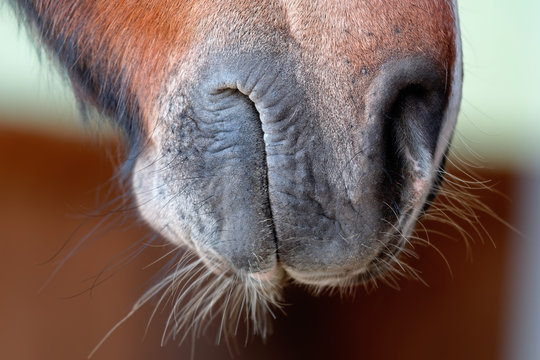 pferde mund
