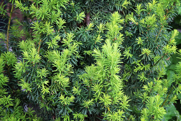 Yew tree. Growing branches with young green needles.