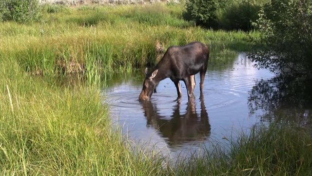 Moose in the lake Yellowstone national park 