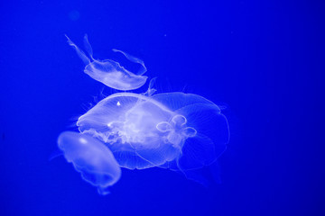 jellyfish in water tank