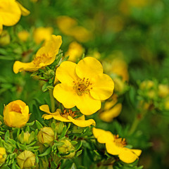 Fingerstrauch, Fingerkraut, Potentilla fruticosa