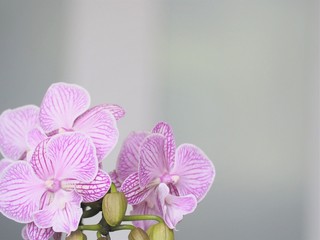 ランの花　花の背景素材　春のピンク色の花