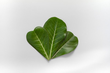 Adenium leaves layout on white background. Tropical summer minimal pattern. Flat lay, top view with copy space.