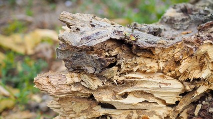 Closeup of wood logs texture as a background, Bark tree texture wallpaper, Abstract background