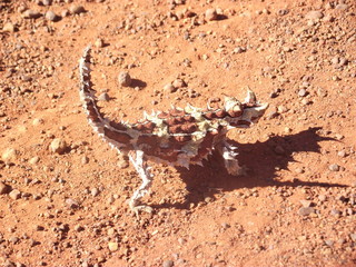 desert horned lizard