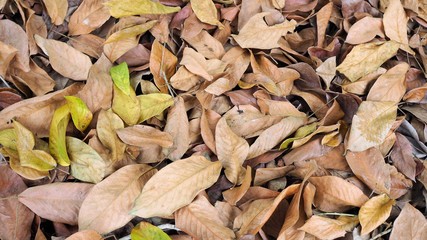 Abstract background, dry leaves on the ground in the forest, dead leaf texture, Natural brown wallpaper concept, Soft focus
