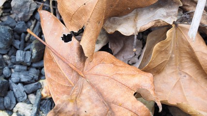 Abstract background, dry leaves on the ground in the forest, dead leaf texture, Natural brown wallpaper concept, Soft focus or Selective focus