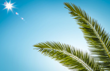 Fototapeta na wymiar Summer sun on blue sky and green palm decoration. 