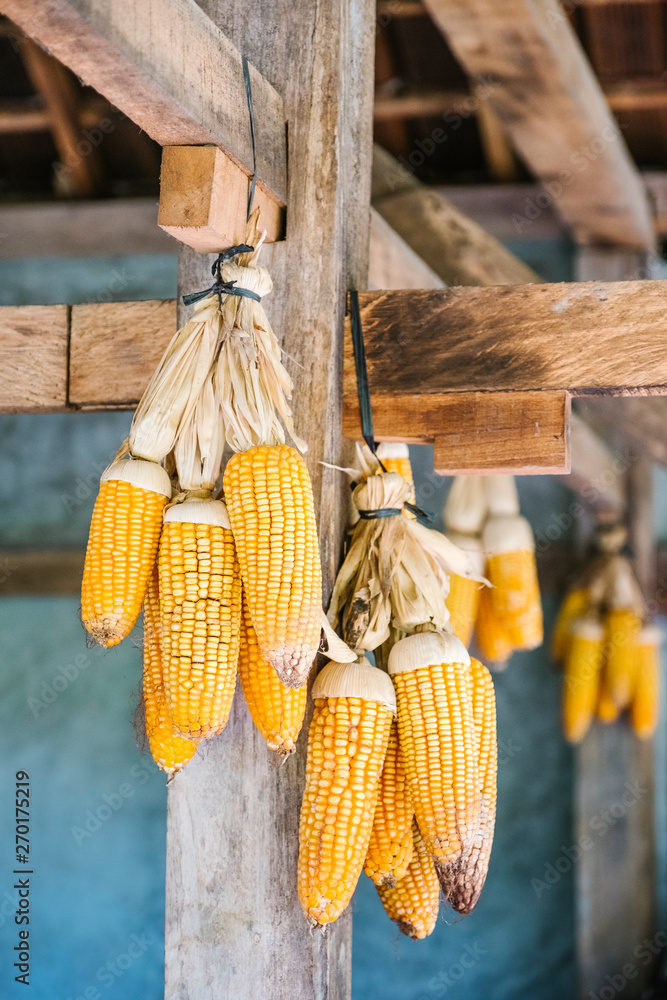 Wall mural yellow dry corn hanging