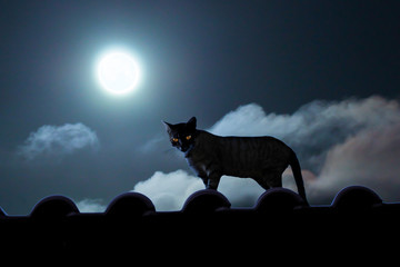 Katze im Mondschein auf dem Dach