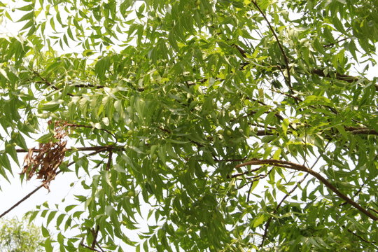 Azadirachta indica, commonly known as neem, nimtree or Indian lilac leaves and fruits on branch against sky.Products made from neem trees have been used in India for their medicinal properties.