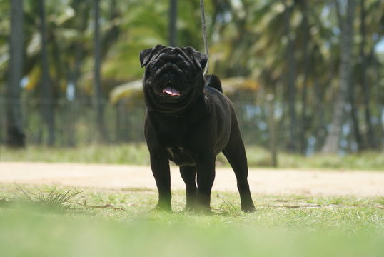 Pug Preto - Pug black - Praia do Paiva - Pernambuco