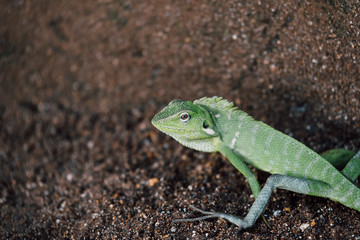 green lizard, chameleon head