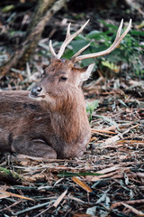 deer portrait in zoo