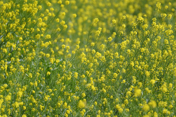 黄色い花　菜の花