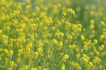 Obraz premium 黄色い花 菜の花