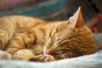 Portrait of a cute ginger cat