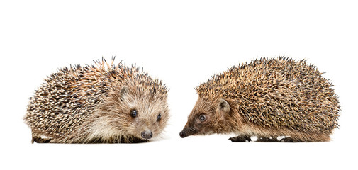 Two cute hedgehogs sitting together isolated on white background