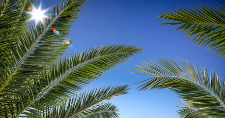 Fototapeta na wymiar Summer background of palms leaves and blue sky 
