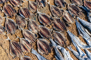 Drying Fish in Beach near Fish Market in Negombo