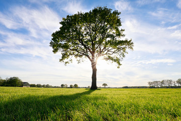 Fototapeta na wymiar big oak tree and sunshine