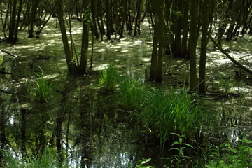 Swamp in national park Langdonken in Belgium. Spring time, the sun shines through the foliage. The white stuff that floats on the black water is the blossom of the willow tree.