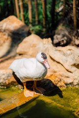 white duck stand