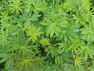Green carved lupine leaves as plant pattern for background