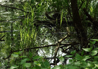 Fototapeta premium Swamp in national park Langdonken in Belgium. Spring time, the sun shines through the foliage. The white stuff that floats on the black water is the blossom of the willow tree.