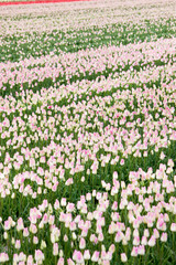 Field of tulips spring