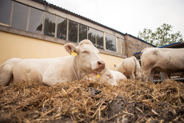 White cattle lies in the open part of the stables with other cattle