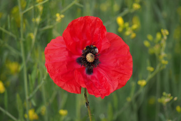 Mohnblüte mit Hummel in einem Rapsfeld im Frühling