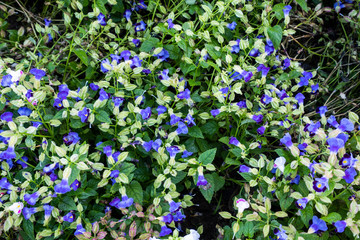 tiny blue flower in garden