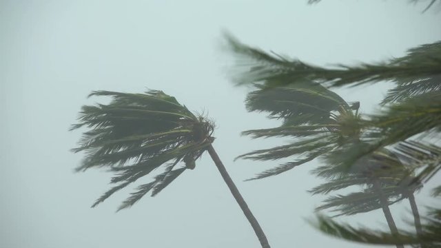 Palm Tree Bend And Sway In Extreme Hurricane Wind - Mang