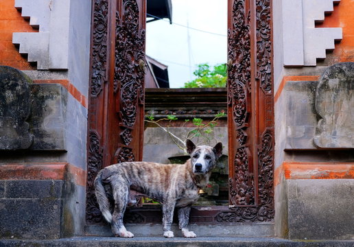 A dog with a bell on its neck playing a guard of the temple entrance, Bali, Indonesia