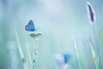 Little blue butterfly bluehead on a yarrow flower in a meadow. Artistic tender photo. © Ann Stryzhekin