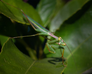 A bright green Praying Mantis amongst green garden foliage