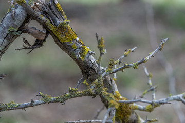 Detail of the texture of a broken and dried branch with lichens in the middle of the forest