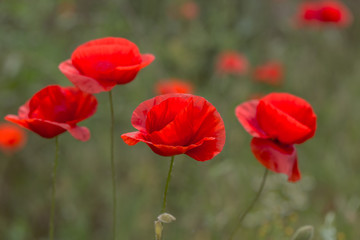 Fototapeta na wymiar Flowers Red poppies bloom in the wild field. Beautiful field red poppies with selective focus, soft light. Natural Drugs - Opium Poppy. Glade of red wildflowers