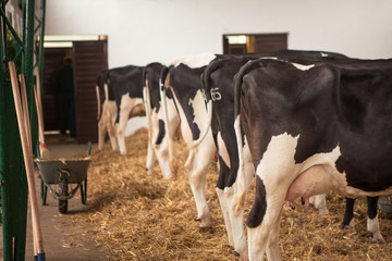 The herd of Holstein cows races in the barn.